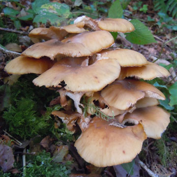 fungus