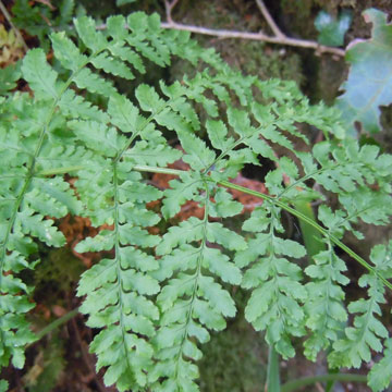 fern