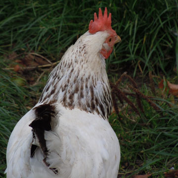 hen