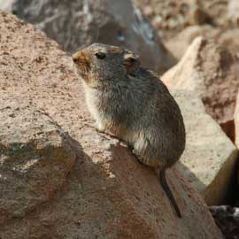 rockrat