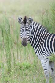 zebra