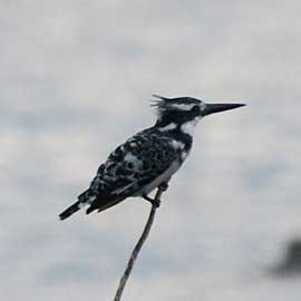pied kingfisher