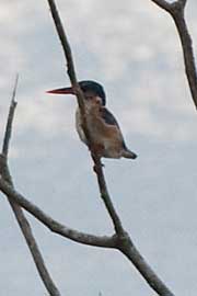 pygmy kingfisher