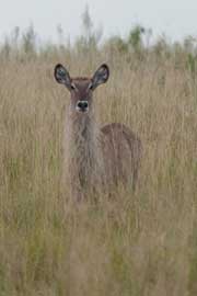 waterbuck