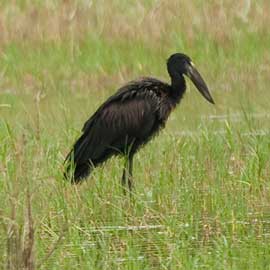 blackstork