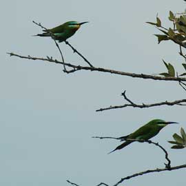 beeeaters