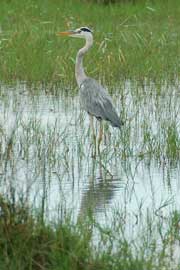 heron