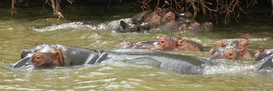 hippos