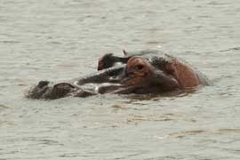 hippos