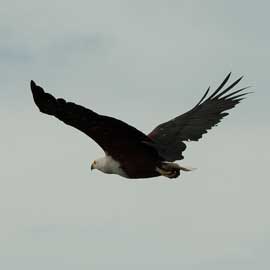 fish eagle