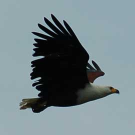 fish eagle