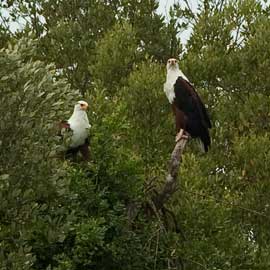 fish eagles