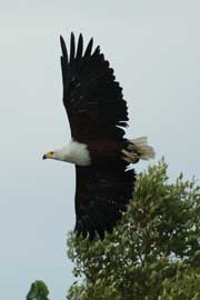 eagle