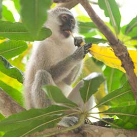 vervet monkey