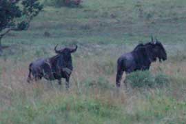 wildebeest